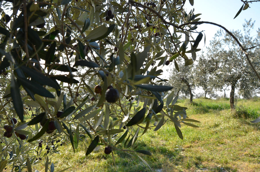 WHY CHOOSE ITALIAN EXTRA VIRGIN OLIVE OIL (ORGANIC & BIODYNAMIC PLEASE)